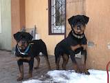 Собаки, щенки Ротвейлер, цена 11000 Грн., Фото