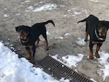Собаки, щенята Ротвейлер, ціна 11000 Грн., Фото