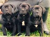 Собаки, щенки Кане Корсо, цена 8000 Грн., Фото
