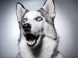 Собаки, щенята Сибірський хаськи, ціна 500 Грн., Фото