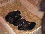 Собаки, щенки Восточно-Сибирская лайка, цена 1222 Грн., Фото