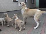 Собаки, щенки Среднеазиатская овчарка, цена 6500 Грн., Фото