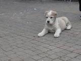 Собаки, щенята Середньоазіатська вівчарка, ціна 6500 Грн., Фото