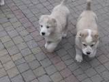 Собаки, щенки Среднеазиатская овчарка, цена 6500 Грн., Фото