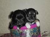 Собаки, щенята Чихуа-хуа, ціна 2000 Грн., Фото