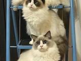 Кішки, кошенята Регдолл, ціна 18000 Грн., Фото