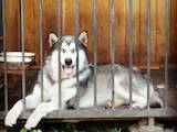 Собаки, щенки Аляскинский маламут, цена 100 Грн., Фото