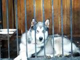 Собаки, щенята Аляска маламут, ціна 100 Грн., Фото