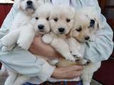 Собаки, щенки Золотистый ретривер, цена 8000 Грн., Фото