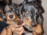 Собаки, щенки Гладкошерстная такса, цена 2000 Грн., Фото