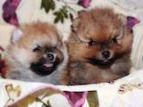Собаки, щенки Померанский шпиц, цена 2000 Грн., Фото