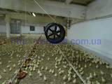 Птицеводство Оборудование для птичьих ферм, цена 5000 Грн., Фото