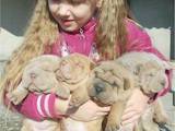 Собаки, щенята Шарпей, ціна 2000 Грн., Фото