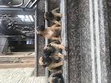 Собаки, щенята Південноафриканський Бурбуль, ціна 6000 Грн., Фото