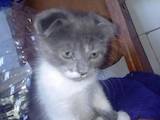 Кошки, котята Шотландская вислоухая, цена 450 Грн., Фото