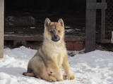 Собаки, щенки Восточно-Сибирская лайка, цена 1450 Грн., Фото
