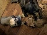 Собаки, щенята Бульмастиф, ціна 28000 Грн., Фото