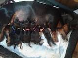 Собаки, щенята Гладкошерста такса, ціна 2000 Грн., Фото