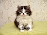 Кошки, котята Хайленд Фолд, цена 5000 Грн., Фото
