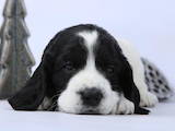 Собаки, щенки Русский спаниель, цена 7000 Грн., Фото