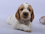 Собаки, щенята Російський спаніель, ціна 7000 Грн., Фото