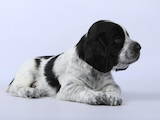 Собаки, щенки Русский спаниель, цена 7000 Грн., Фото