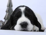 Собаки, щенята Російський спаніель, ціна 7000 Грн., Фото