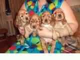 Собаки, щенки Английский коккер, цена 1700 Грн., Фото