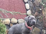 Собаки, щенята Кане Корсо, ціна 30000 Грн., Фото