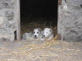 Собаки, щенята Середньоазіатська вівчарка, ціна 2000 Грн., Фото