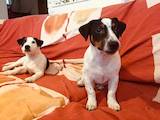 Собаки, щенки Джек Рассел терьер, цена 6000 Грн., Фото