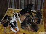 Собаки, щенки Французский бульдог, цена 4000 Грн., Фото