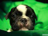 Собаки, щенята Французький бульдог, ціна 4000 Грн., Фото