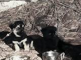 Собаки, щенята Безпорідна, ціна 10 Грн., Фото