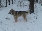 Собаки, щенята Західно-Сибірська лайка, ціна 12000 Грн., Фото