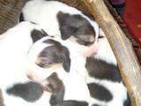 Собаки, щенки Ганноверская гончая, цена 500 Грн., Фото