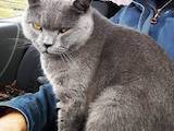 Кішки, кошенята Британська короткошерста, ціна 600 Грн., Фото