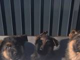 Собаки, щенята Німецька вівчарка, ціна 5600 Грн., Фото