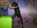 Собаки, щенята Доберман, ціна 32000 Грн., Фото