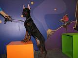 Собаки, щенки Доберман, цена 32000 Грн., Фото
