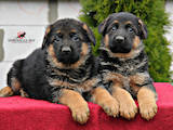 Собаки, щенки Немецкая овчарка, цена 8000 Грн., Фото
