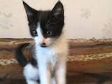 Кошки, котята Неизвестная порода, цена 15 Грн., Фото