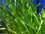 Рыбки, аквариумы Водные растения, цена 5 Грн., Фото