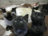 Кішки, кошенята Невідома порода, ціна 5 Грн., Фото
