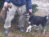 Собаки, щенята Західно-Сибірська лайка, ціна 1000 Грн., Фото