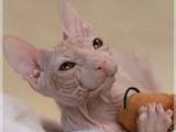 Кошки, котята Донской сфинкс, цена 6000 Грн., Фото