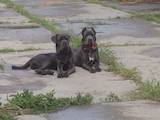 Собаки, щенки Кане Корсо, цена 12500 Грн., Фото