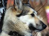 Собаки, щенята Західно-Сибірська лайка, ціна 4000 Грн., Фото