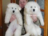 Собаки, щенята Біла Швейцарська вівчарка, ціна 12000 Грн., Фото