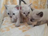 Кошки, котята Тайская, цена 1500 Грн., Фото